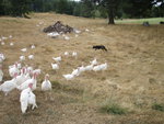 Dottie, the Border Collie, Herding Turkeys
