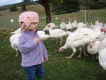 Emi Helping Move the Turkeys
