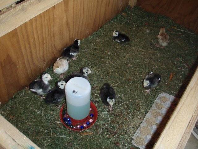 Bourbon Red and Black Spanish poults